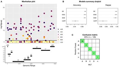 A Straightforward HPV16 Lineage Classification Based on Machine Learning